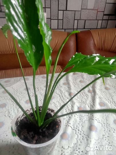 Спатифилум и денежное дерево