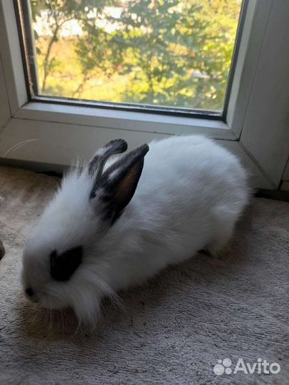 Продам кроликов