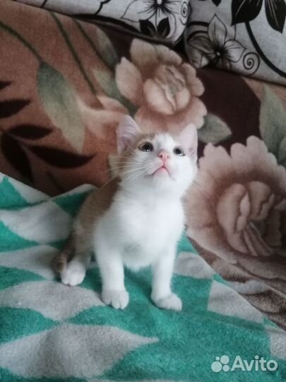 Котенок в добрые руки