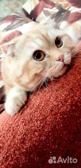 Шотландский кот вязка