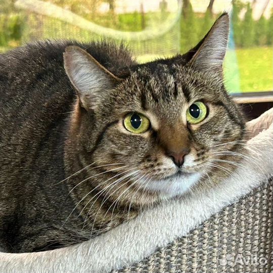 Кошечка Чуня уже год живет в приюте