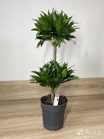 Dracaena fragrans