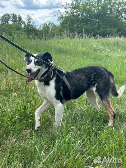 Собака в добрые руки отдам бесплатно