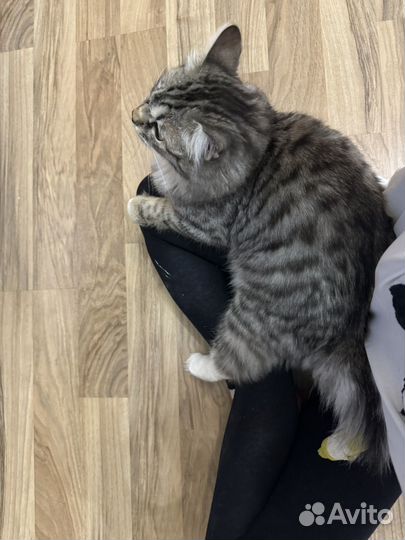 Кот в добрые руки