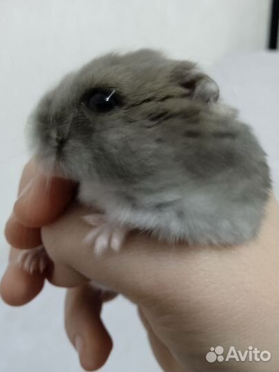 Джунгарский хомяк