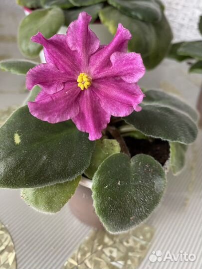 Фиалки набор 8 шт