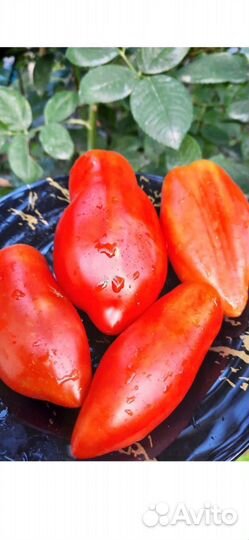 Семена коллекционных сортов томатов