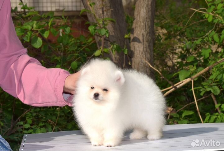 Щенки померанского шпица