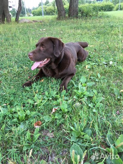 Вязка лабрадора