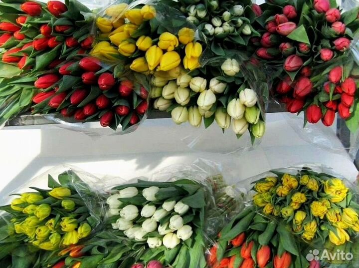Тюльпаны опт