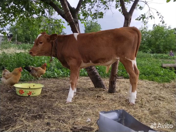 Теленок бычок 3 месяца и тёлочка 1,2