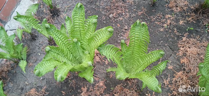 Папоротник Страусник обыкновенный