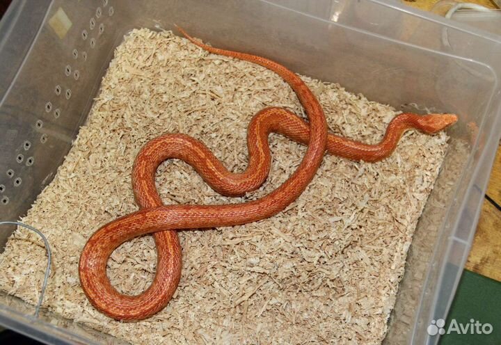 Маисовый полоз самка Файр Тессера с террариумом
