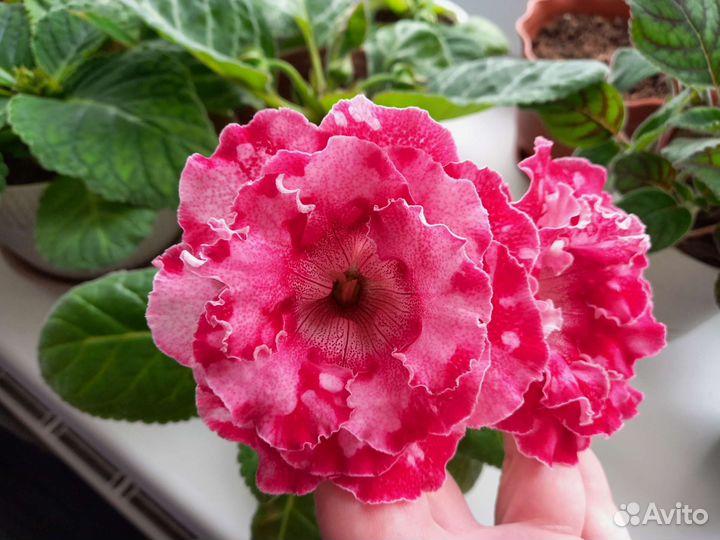 Глоксиния ен Летний вальс лист и ен Дон Жуан