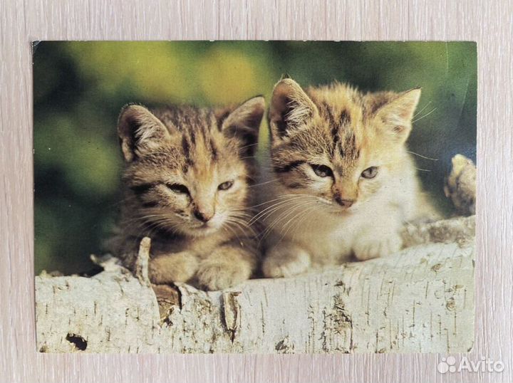Открытки «Кошки»