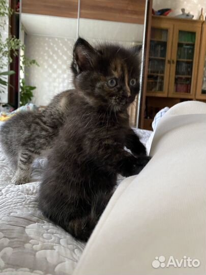 Котята в заботливые руки