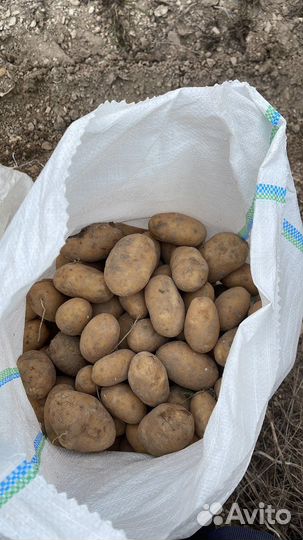 Горная картошка
