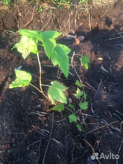 Саженцы чёрной смородины 