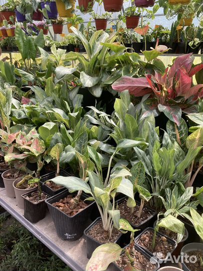 Аглаонемы сортовые из питомника растений