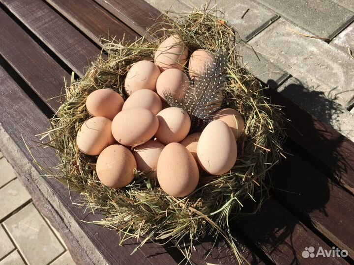 Яйцо цесарки пищевое