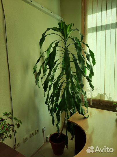 Комнатные растения Драцена