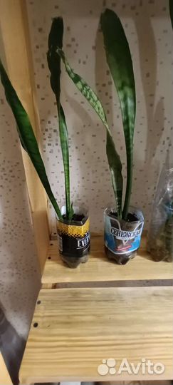 Сансевиерия