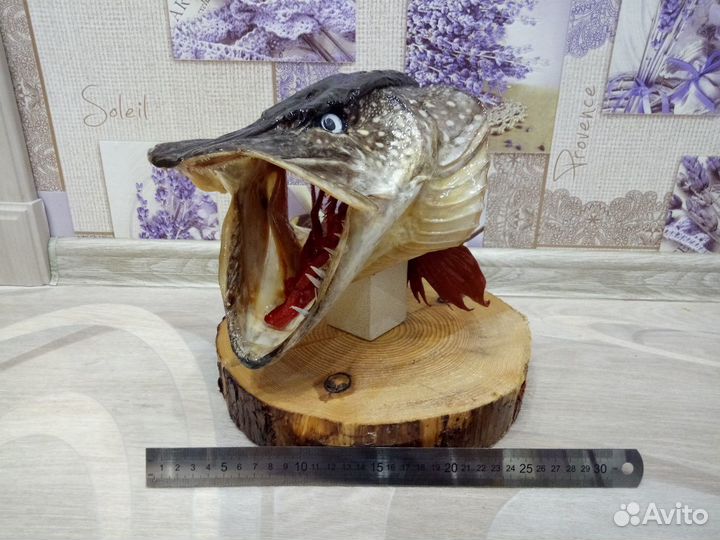 Чучело головы щуки и судака