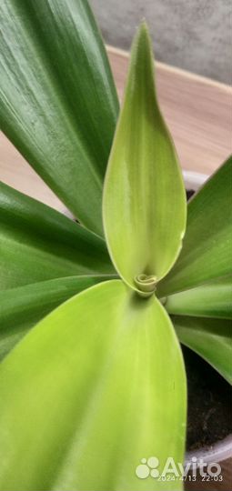 Традесканция рео