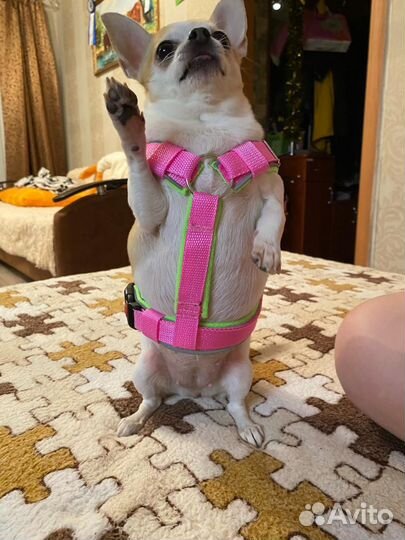 Амуниция для собак ручной работы