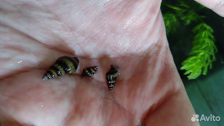 Улитка Хелена