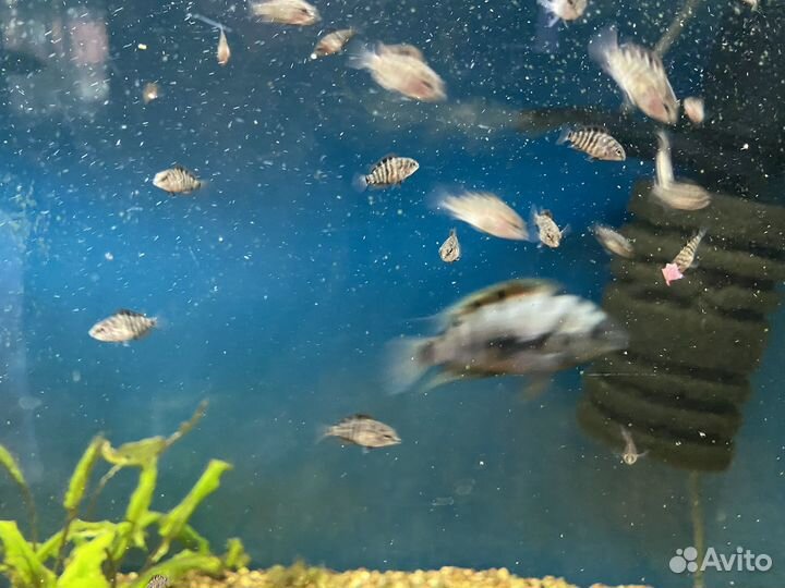 Цихлиды полосатые