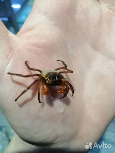 Краб триколор