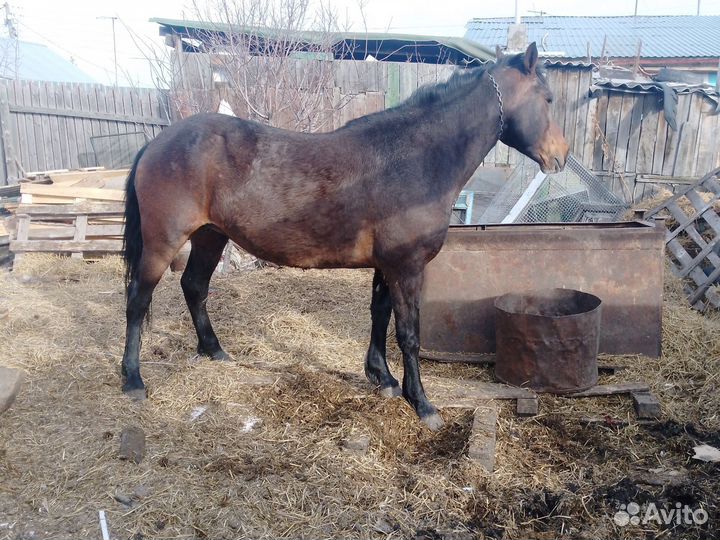 Лошадь обмен