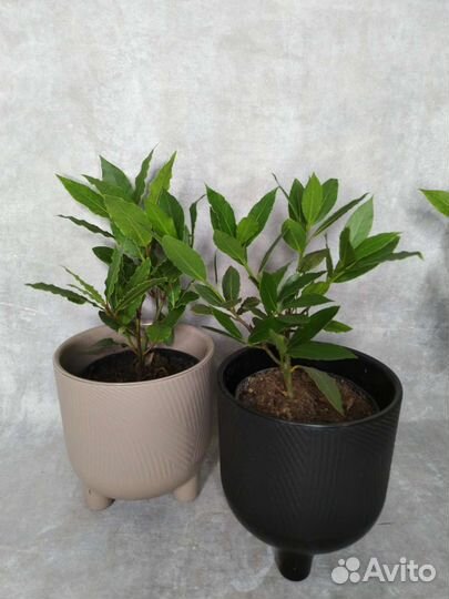 Лавровое дерево