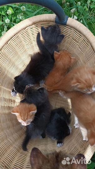 Котята в добрые руки бесплатно