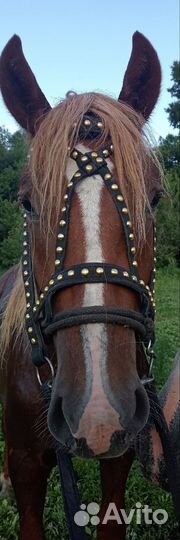 Набор (пукли)