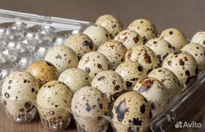 Яйцо перепелиное столовое и инкубационное