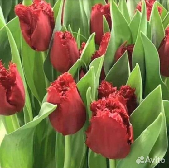 Луковицы тюльпанов