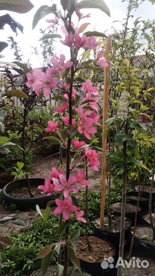 Плодовые деревья