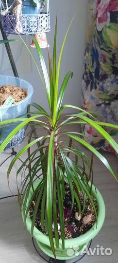 Пальма драцена