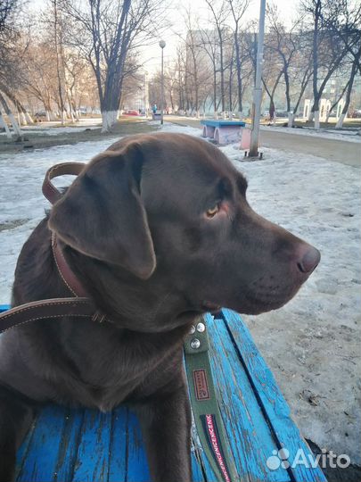 Вязка лабрадор