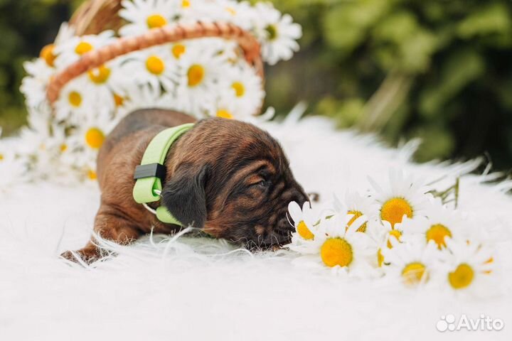 Щенки Баварской Горной Гончей