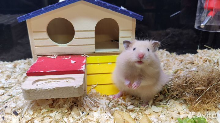 Сирийские хомячки