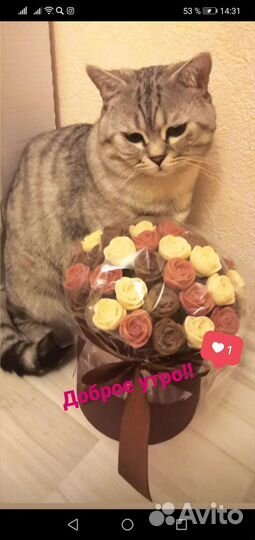 Кот на вязку