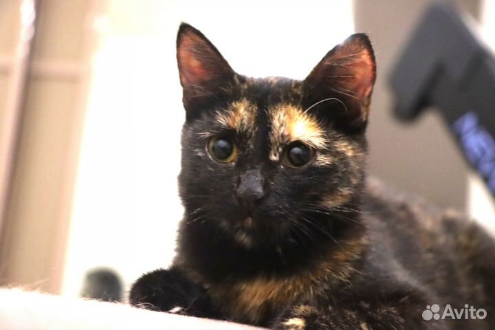 Чудесный котёнок