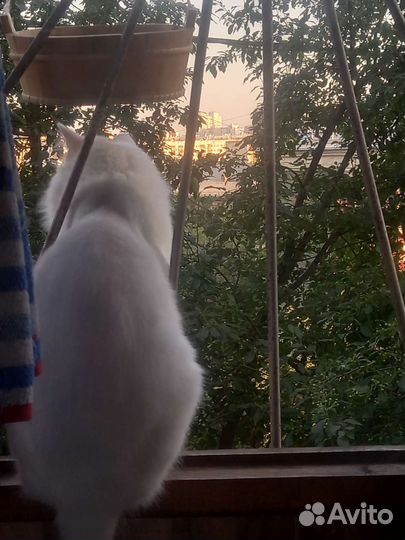 Кот