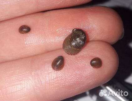 Теодоксус улитка