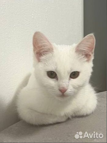 Передержка домашних животных/экзотических животных