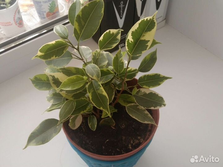 Фикус Бенджамина Кинки пестролистный