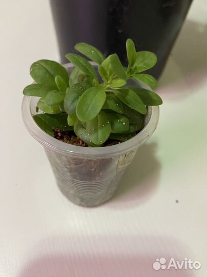 Калибрахоа вегетативная